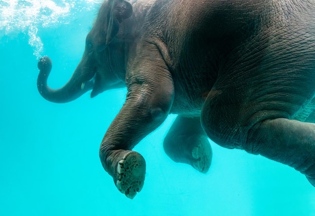 Close-up van een olifant die in de zee zwemt