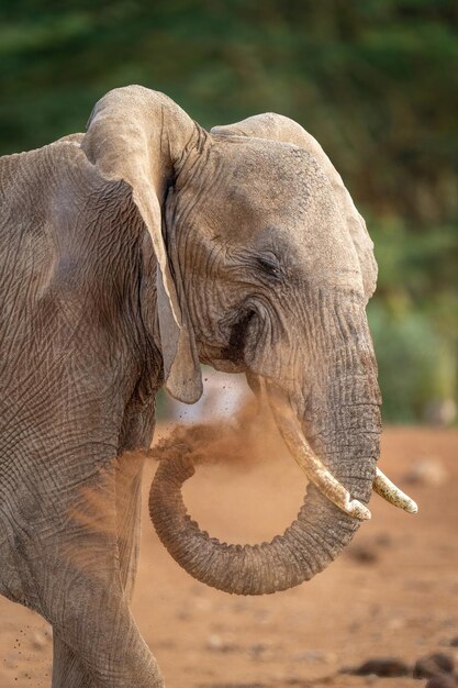 Close-up van een olifant die met zijn slurf stof spuit