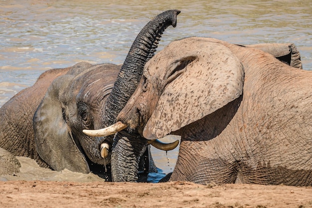 Foto close-up van een olifant in het water