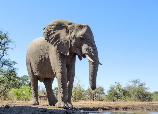 Foto close-up van een olifant op het land tegen de lucht
