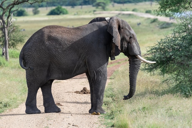 Foto close-up van een olifant op het veld