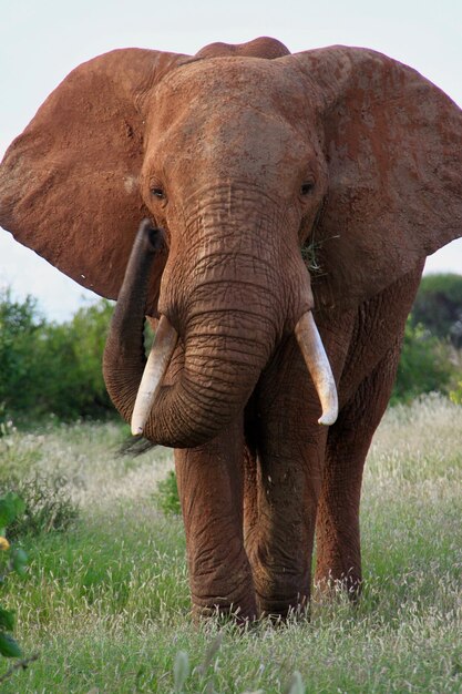 Close-up van een olifant op het veld