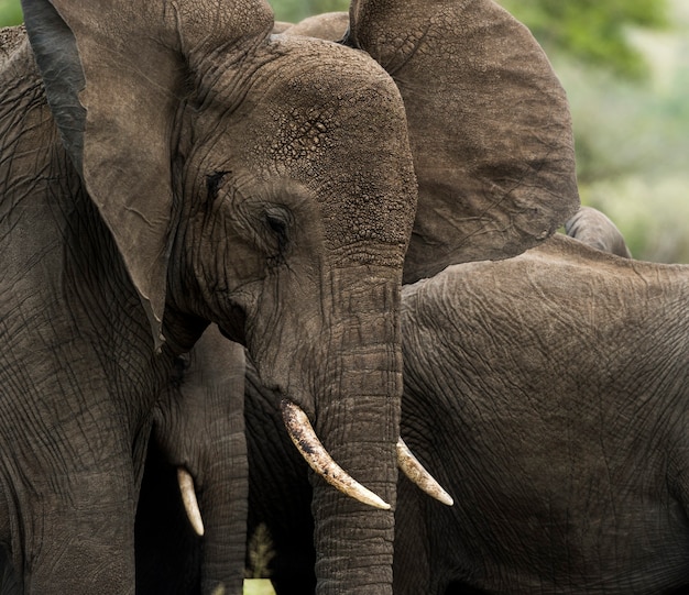 Close-up van een olifant, Serengeti, Tanzania, Afrika