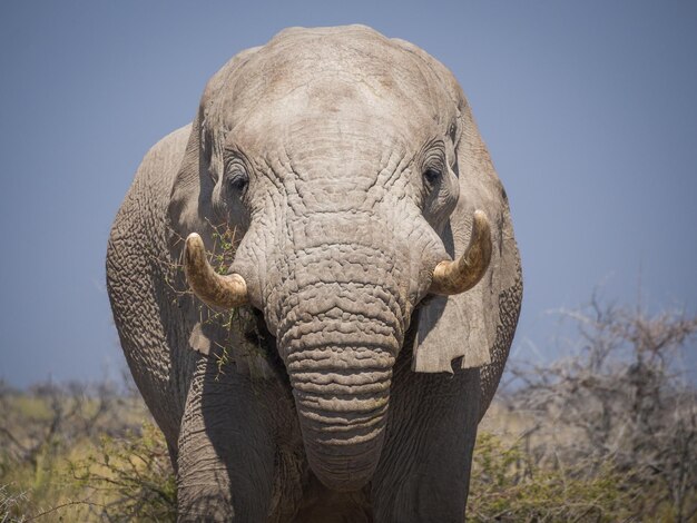 Close-up van een olifant tegen een heldere lucht Etosha National Park Namibië Afrika