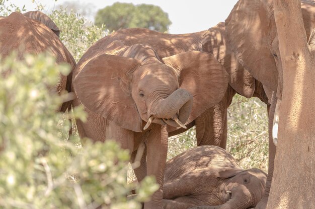 Foto close-up van een olifant