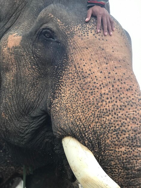 Foto close-up van een olifant