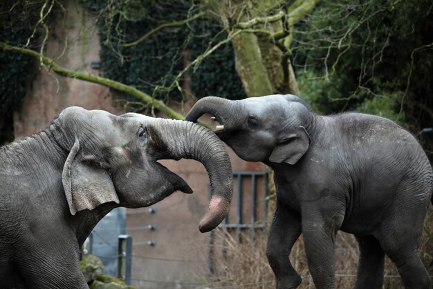 Close-up van een olifant