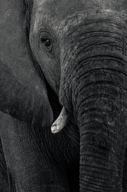Close-up van een olifant