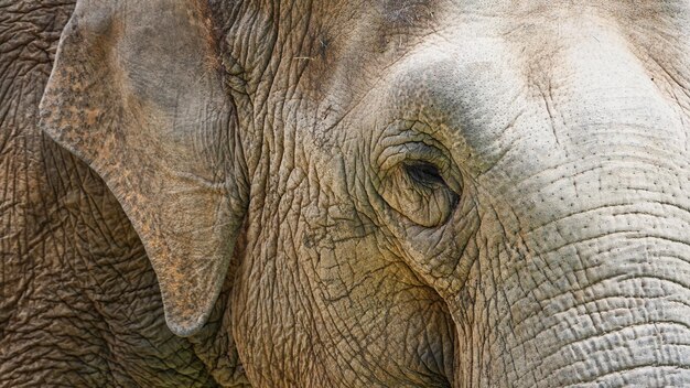 Foto close-up van een olifant