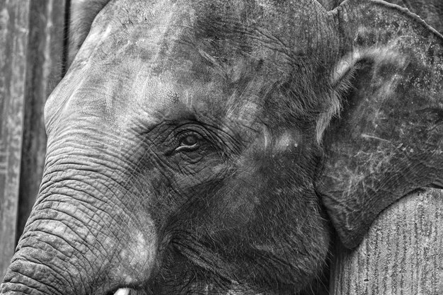 Foto close-up van een olifant