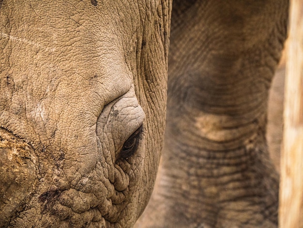 Foto close-up van een olifant