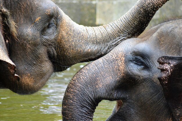 Foto close-up van een olifant