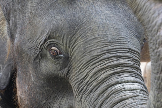 Foto close-up van een olifant