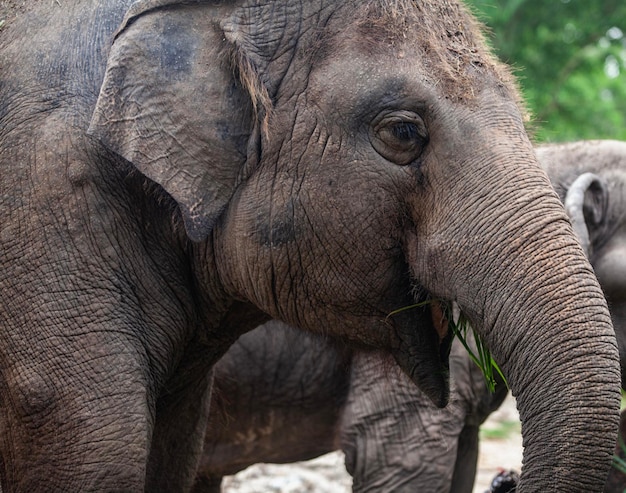 Close-up van een olifant