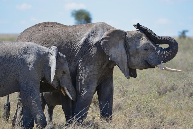 Foto close-up van een olifant