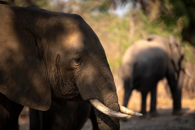 Close-up van een olifant