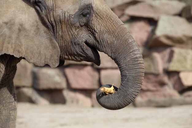 Foto close-up van een olifant