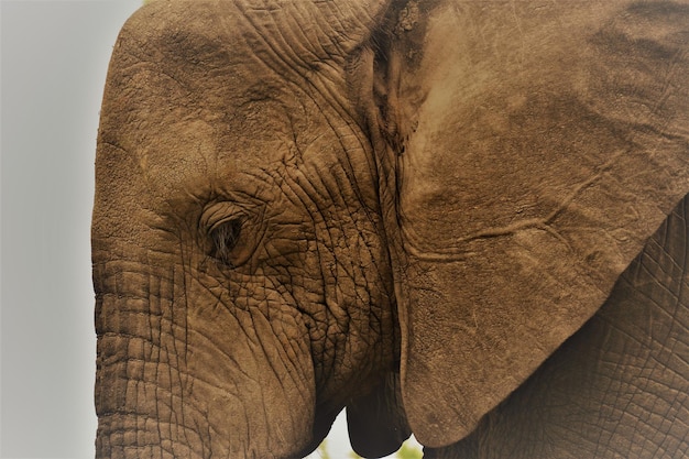 Foto close-up van een olifant