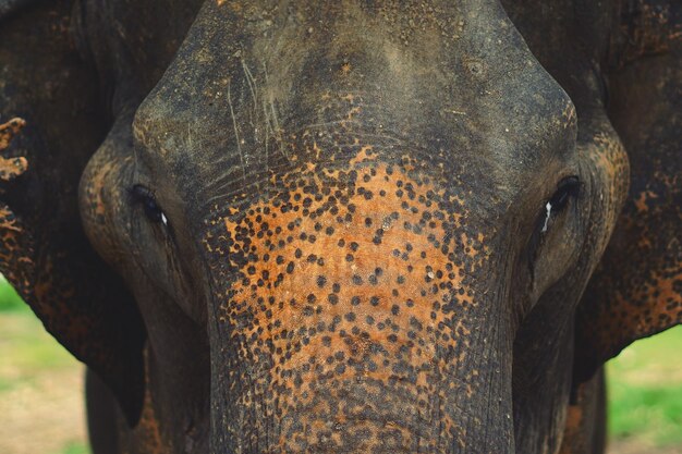 Foto close-up van een olifant