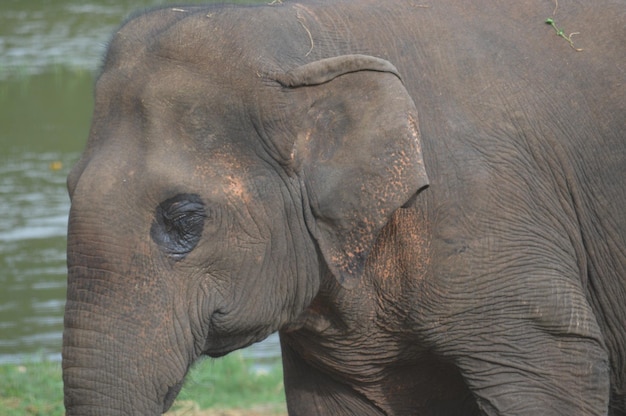 Foto close-up van een olifant