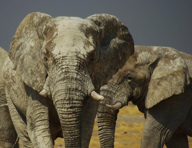 Foto close-up van een olifant