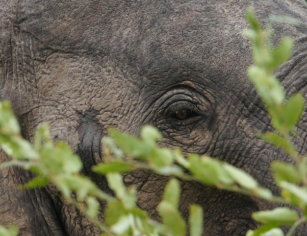 Foto close-up van een olifant