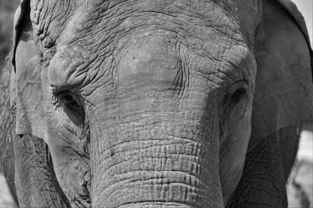 Foto close-up van een olifant