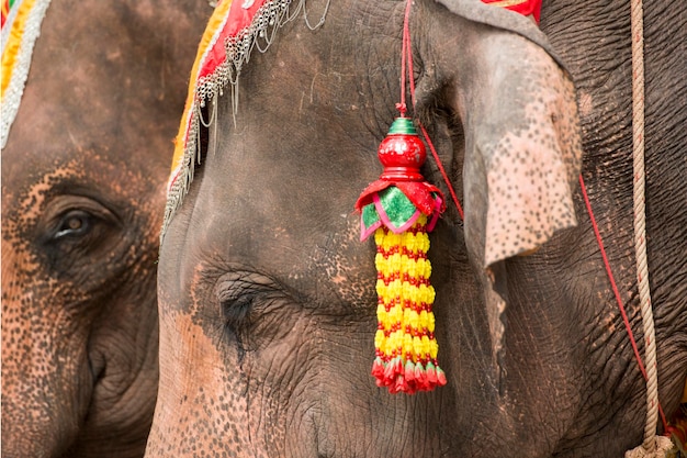 Close-up van een olifant