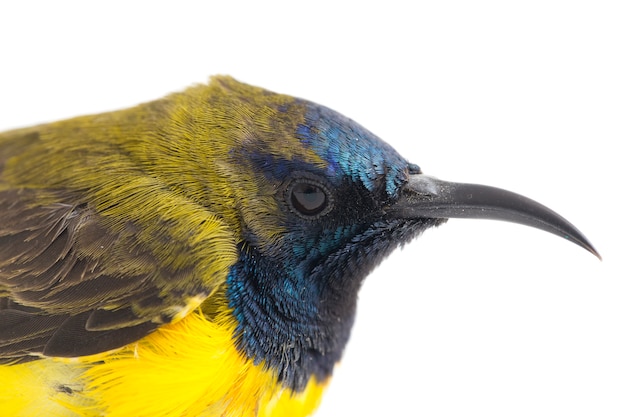 Close-up van een olive-backed sunbird