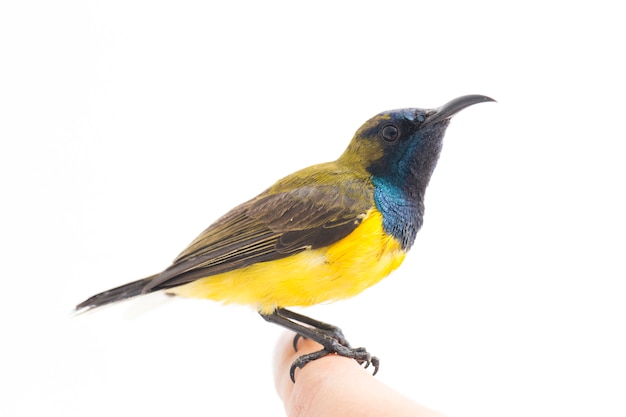 Close-up van een Olive-backed sunbird