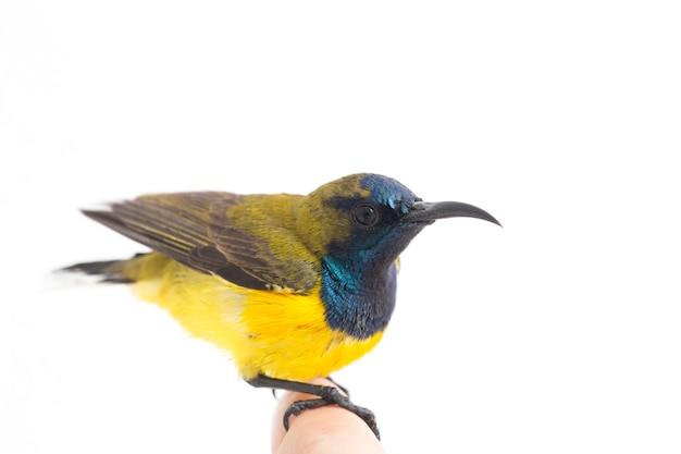 Close-up van een Olive-backed sunbird