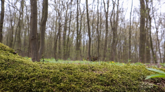 Close-up van een omgevallen boomstam in het bos