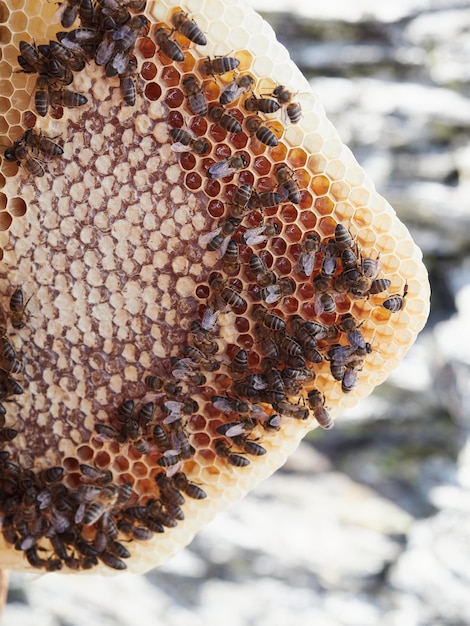 Close-up van een onregelmatig honingframe in de vorm van een driehoek die van nature in de bijenkorf is gevormd met enkele open zeshoekige cellen gevuld met honing en andere gesloten met was door de bijen