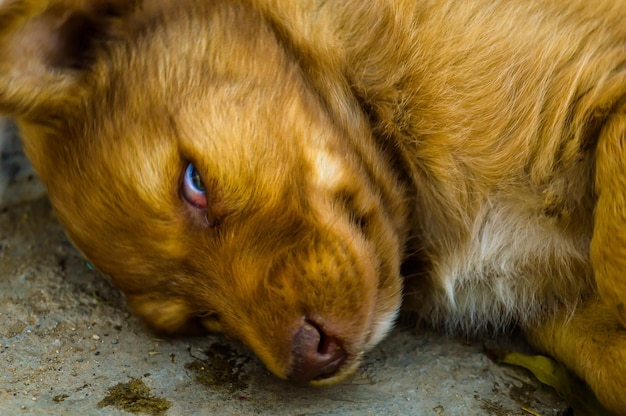 Foto close-up van een ontspannen hond