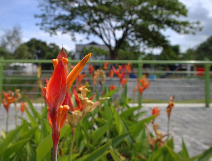 Foto close-up van een oranje bloem die tegen de lucht bloeit