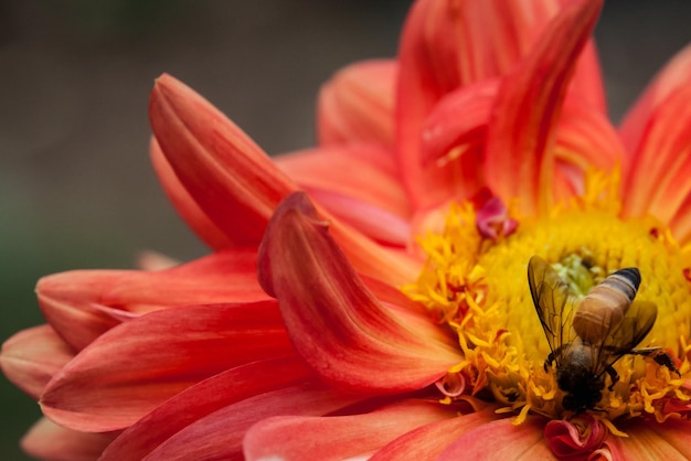 Close-up van een oranje daglelie die buiten bloeit