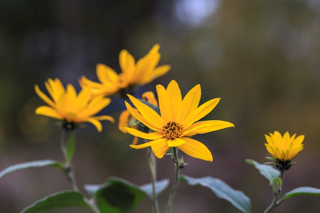 Foto close-up van een oranje gouden tuinbloem. artisjok van jeruzalem, prachtige gele herfstbloemen