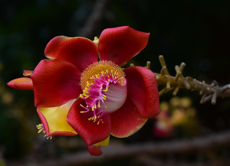 Foto close-up van een oranje kanonbalbloem die buiten bloeit