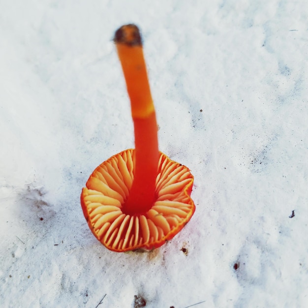 Close-up van een oranje paddenstoel op een witte steunmuur