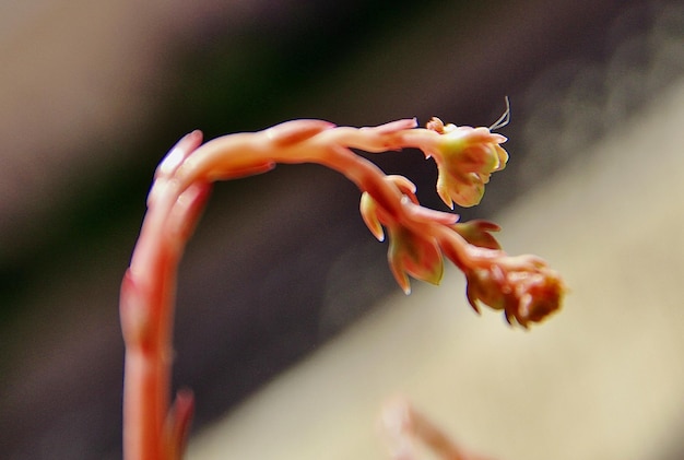 Close-up van een oranje roosbloem