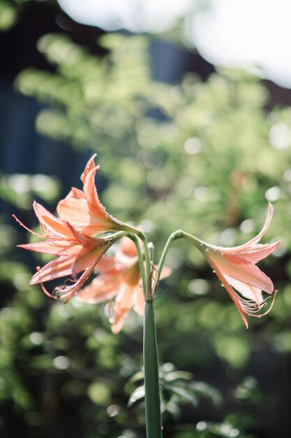 Foto close-up van een oranje roosbloem