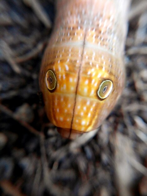 Foto close-up van een oranje rups