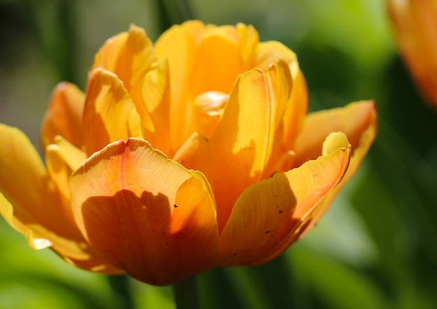 close-up van een oranje tulpenbloesem op een natuurlijke wazige groene achtergrond