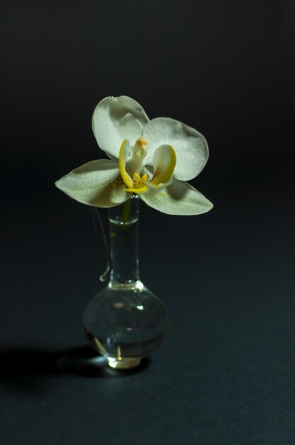 Close-up van een orchidee. Bloem in een kleine glazen fles