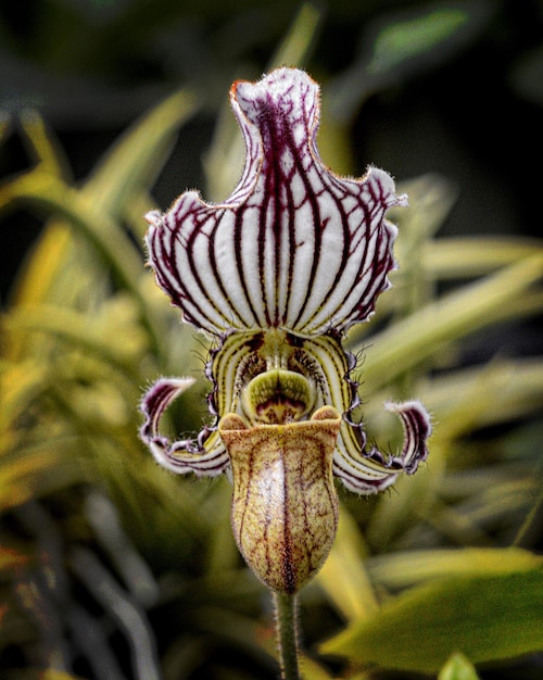 Foto close-up van een orchidee