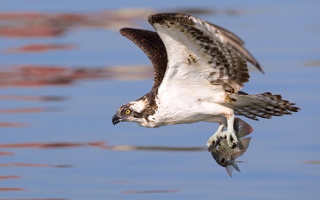 Foto close-up van een osprey die tegen de lucht vliegt