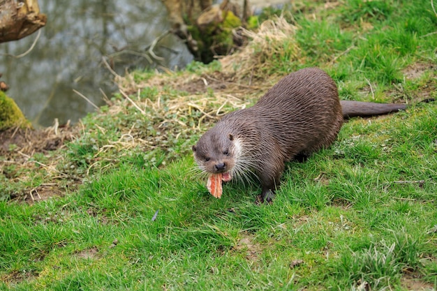 Close-up van een otter die vis eet op het veld