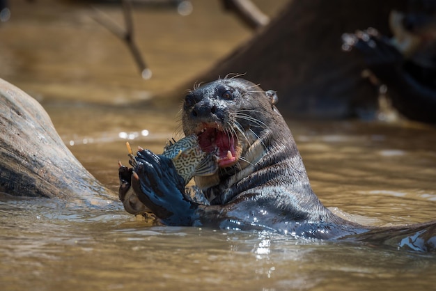 Close-up van een otter die vis in het water eet