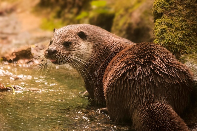 Close-up van een otter in een stroom