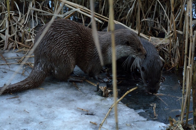Close-up van een otter op het veld in de winter